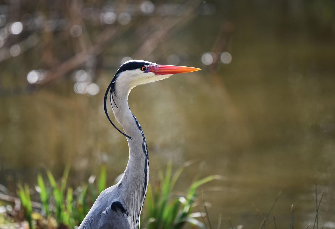 How to Create a Wildlife Habitat in Your Backyard